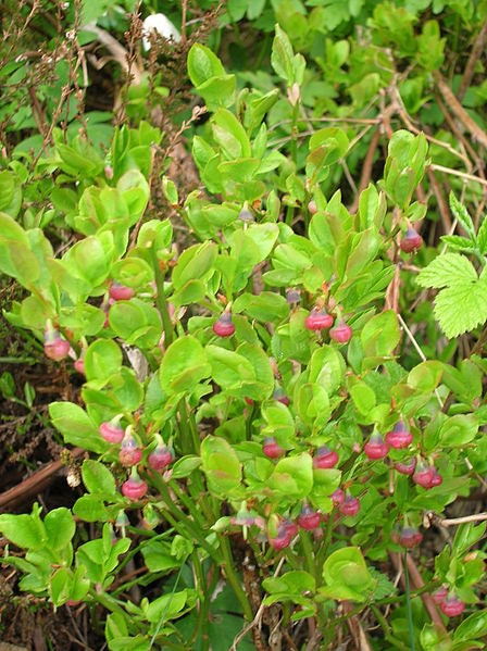 20 Common BILBERRY Fruit Shrub European Blueberry Vaccinium Myrtillus Seeds