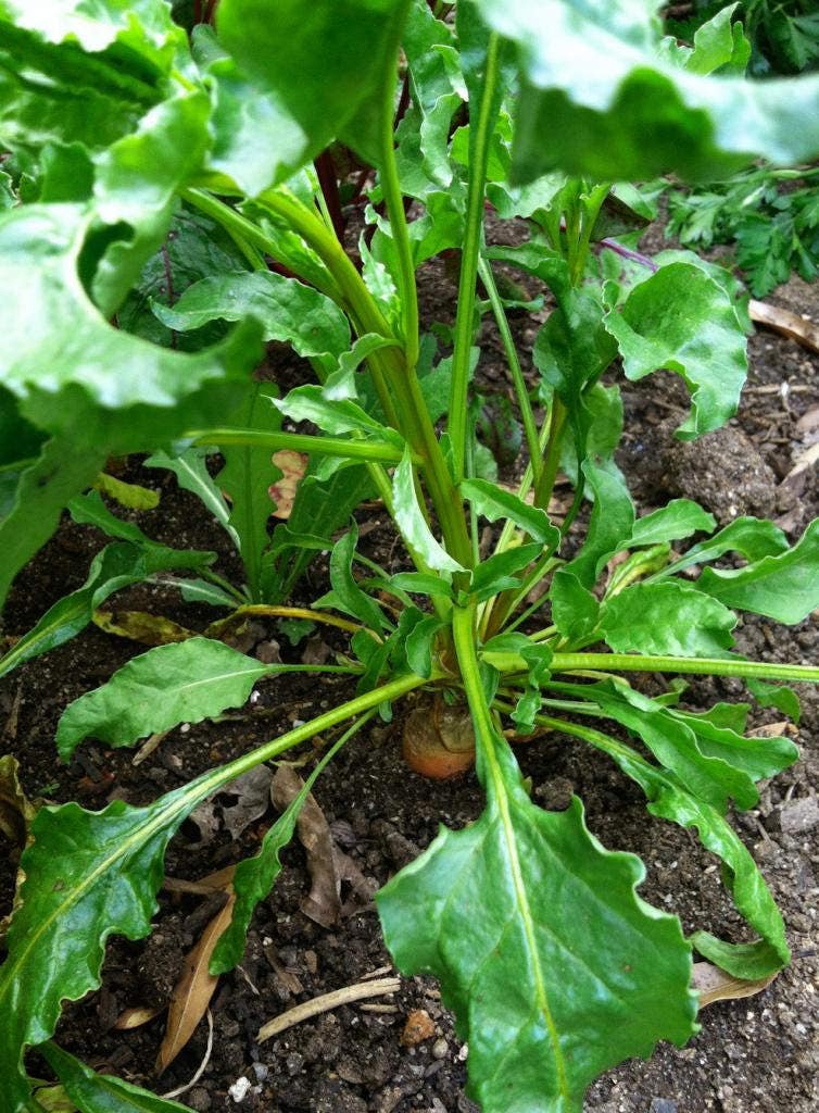 Yellow Rooth Vegetable 30 BURPEE'S GOLDEN BEET Beta Vulgaris Yellow Root Vegetable Seeds ...