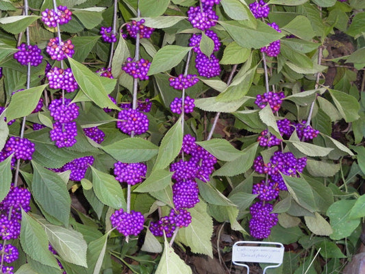 40 American PURPLE BEAUTYBERRY Shrub Flower Callicarpa Americana Seeds