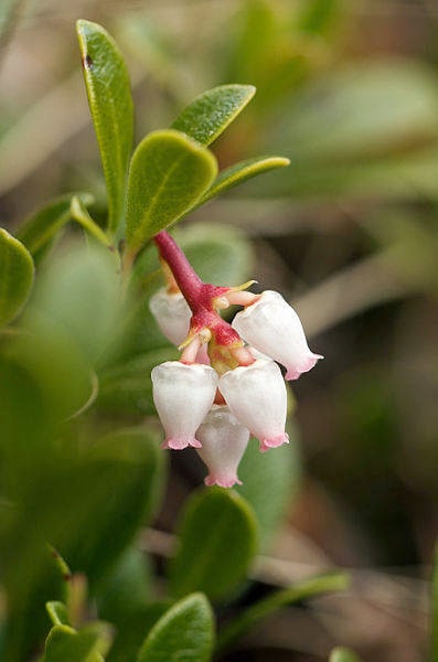 20 BEARBERRY Arctostaphylos Uva-Ursi Kinnikinnick Pinemat Manzanita Flower Seeds