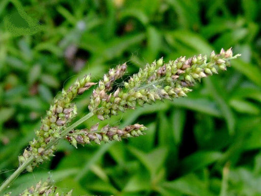 100 WALTER'S BARNYARD GRASS Wetland Ornamental Echinochloa Walteri Seeds