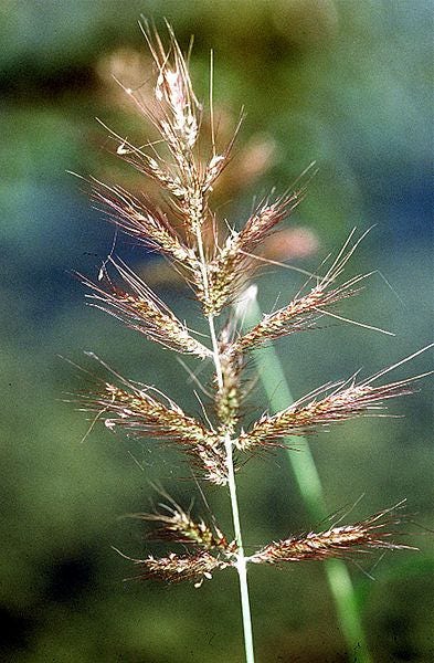 100 WALTER'S BARNYARD GRASS Wetland Ornamental Echinochloa Walteri Seeds