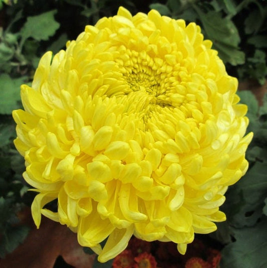 30 Double YELLOW PAEONY ASTER Peony Callistephus Flower Seeds