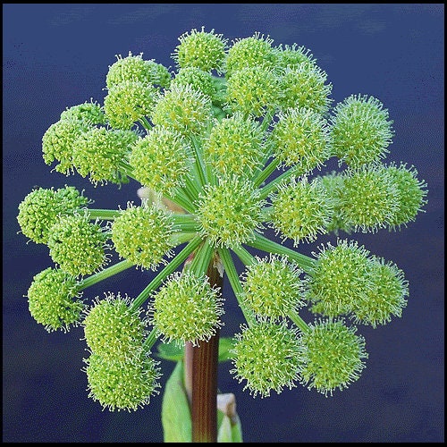 30 ANGELICA Archangelica Officinalis Edible Archangel / Holy Ghost Herb Seeds