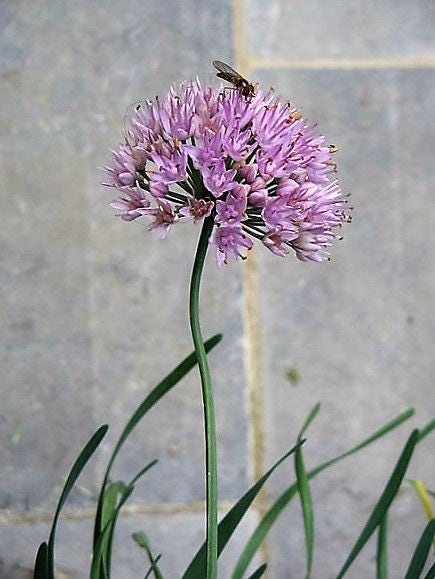 100 PRAIRIE ALLIUM Stellatum Prairie Onion Pink Flower Seeds