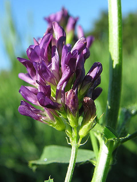 100 CIMARRON ALFALFA Medicago Sativa Ground Cover Forage Purple Flower Seeds