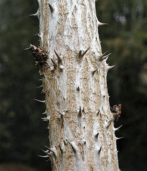 25 DEVIL'S WALKINGSTICK Shrub Flower Prickly Ash Elder Aralia Spinosa Seeds