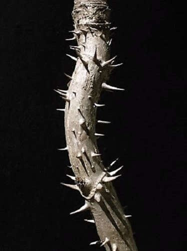 25 DEVIL'S WALKINGSTICK Shrub Flower Prickly Ash Elder Aralia Spinosa Seeds