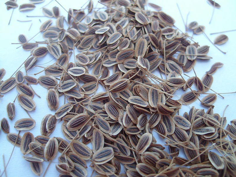 1500 DUKAT DILL Anethum Graveolens Sweet Heirloom European Herb Vegetable Seeds