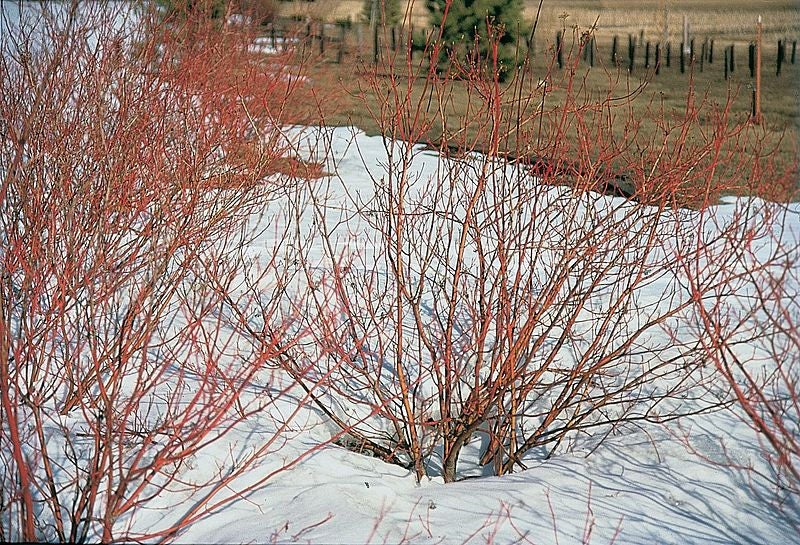 20 RED TWIG DOGWOOD American Red Osier Shrub White Flower Cornus Sericea Seeds