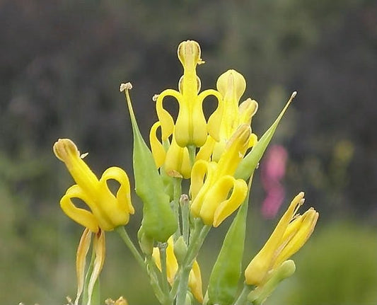 10 GOLDEN EARDROPS Dicentra Chrysantha Yellow Bleeding Heart Shade Flower Seeds