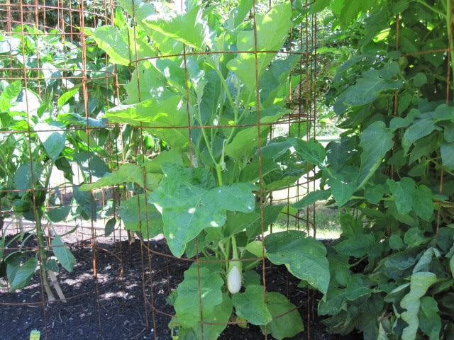 40 White Star FINGER FRUIT EGGPLANT Solanum Melongena Aubergine Fruit Vegetable Seeds