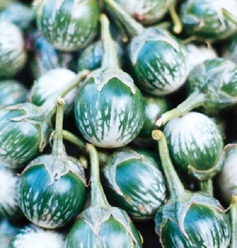 10 KERMIT EGGPLANT Green White Thai Solanum Melongena Fruit Vegetable Seeds