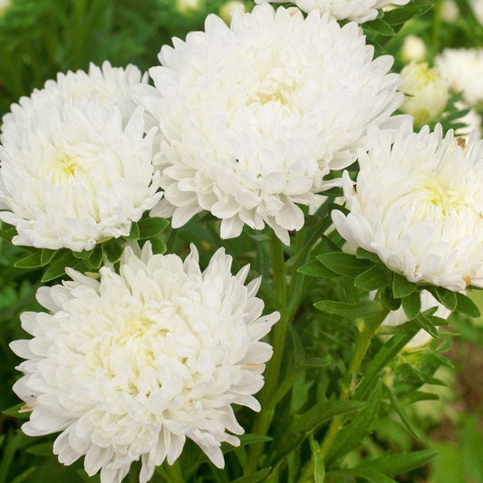 30 Duchess WHITE PAEONY ASTER French Peony Callistephus Double Flower Seeds