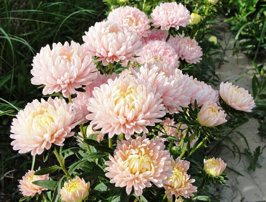 30 Duchess APRICOT PAEONY ASTER French Peony Callistephus Double Flower Seeds