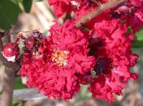 35 RED CREPE MYRTLE Lagerstroemia Indica Flowering Shrub Bush Small Tree Seeds