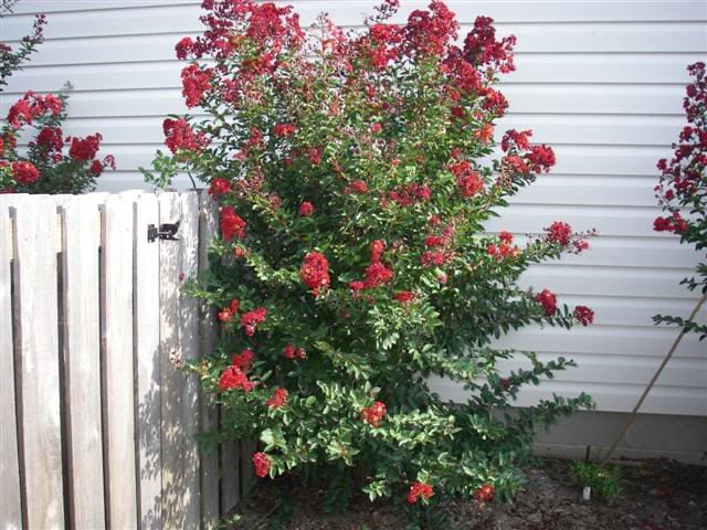 35 RED CREPE MYRTLE Lagerstroemia Indica Flowering Shrub Bush Small Tree Seeds