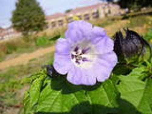 100 APPLE OF PERU Shoofly Plant Nicandra Physalodes Violet Blue Flower Seeds