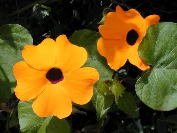 30 BLACK Eyed SUSAN VINE Thunbergia Alata Orange Yellow Black Flower Seeds