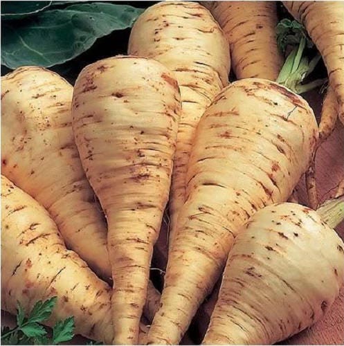 1000 PARSNIP Improved HOLLOW CROWN Pastinaca Sativa White Root Vegetable Seeds