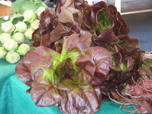 3000 RED ROMAINE LETTUCE Lactuca Sativa Vegetable Seeds *Flat Shipping