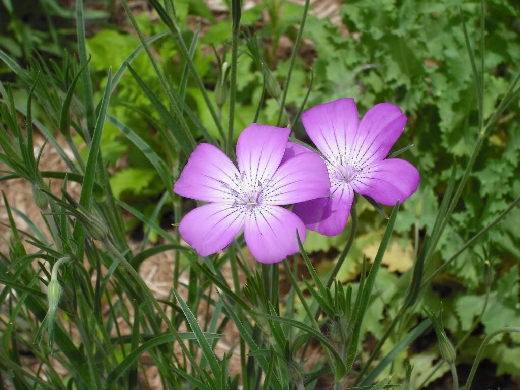 50 Milas ROSE CORN COCKLE Agrostemma Githago Pink Flower Seeds