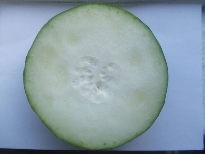 20 WAX GOURD Winter Melon White Ash Benincasa Hispida Vegetable Seeds
