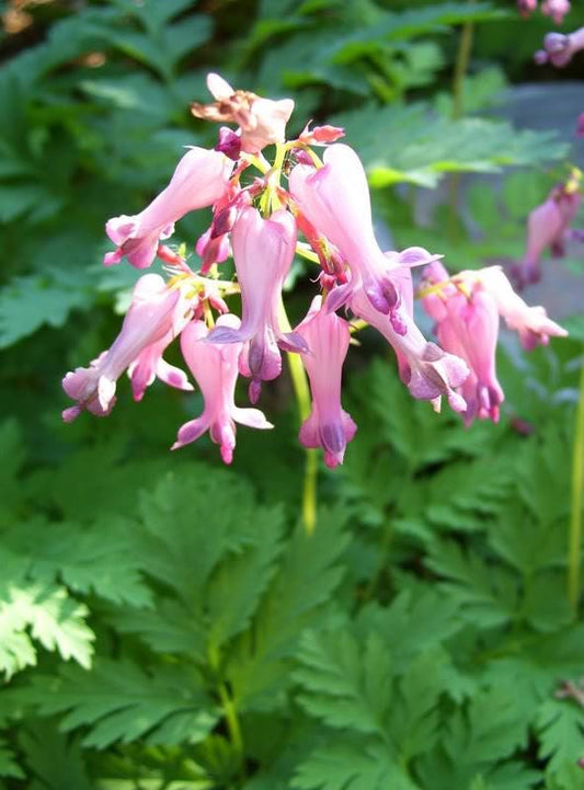 10 Pink FRINGED Fern Leaf BLEEDING HEART Dicentra Eximia Fernleaf Sun or Shade Flower Seeds