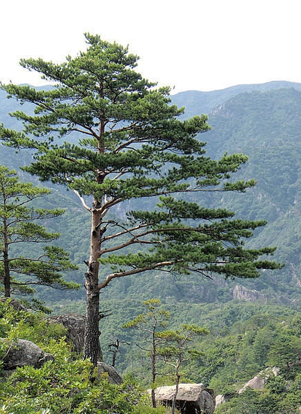 10 RED Japanese PINE TREE Korean Pinus Densiflora Evergreen Seeds