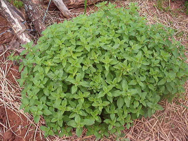 500 GREEK OREGANO Italian / Winter Marjoram Oreganum Vulgare Hirtum Herb Seeds