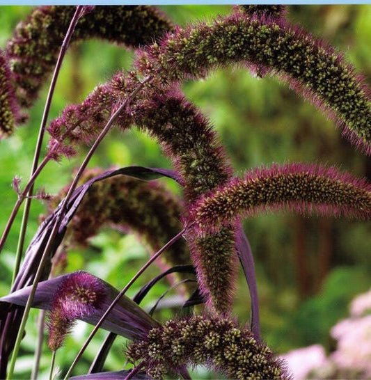 25 RED JEWEL MILLET Setaria Italica Ornamental Grass Flower Seeds