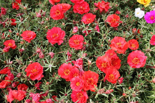 100 Red PORTULACA Grandiflora / MOSS ROSE Succulent Flower Seeds