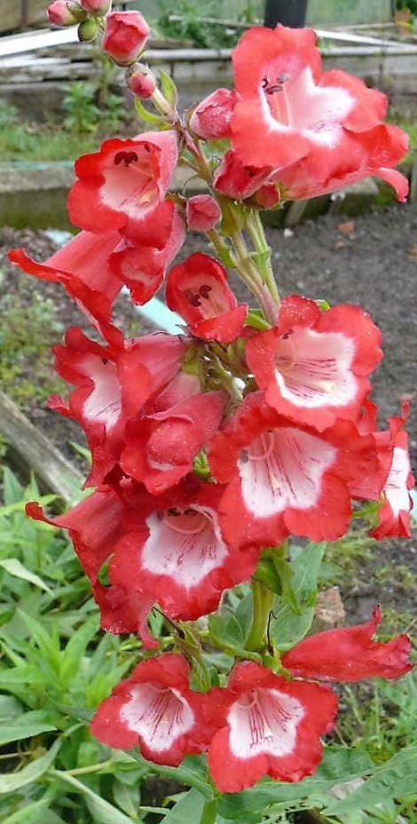 10 SCARLET PENSTEMON Hartwegii Beardtongue Red & White Flower Seeds