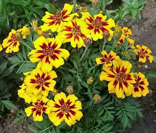 400 Dainty MARIETTA FRENCH MARIGOLD Tagetes Patula Red & Yellow Flower Seeds