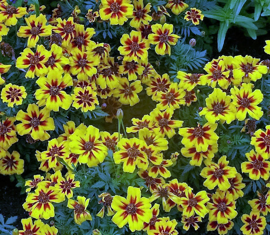 Tagetes patula nana (Marigold) Disco Marietta Tagetes patula nana (Marigold) Disco Marietta