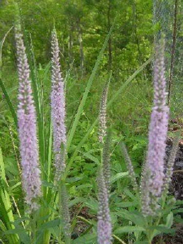 50 Light Pink VERONICA Longifolia / SPIKE SPEEDWELL Flower Seeds