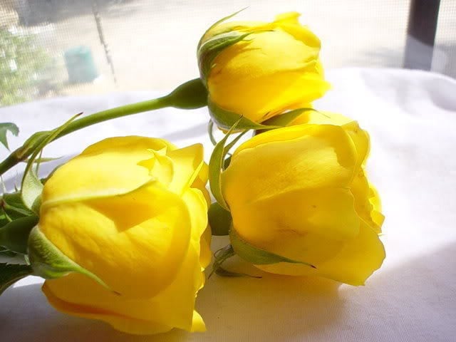 5 YELLOW ROSE Rosa Bush Shrub Perennial Flower Seeds – Seedville USA