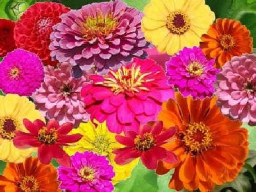 250 ZIN MASTER ZINNIA Mix Elegans Mixed Colors Flower Seeds