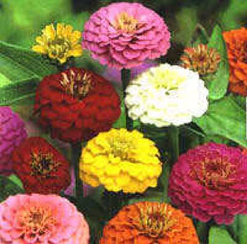 250 ZIN MASTER ZINNIA Mix Elegans Mixed Colors Flower Seeds