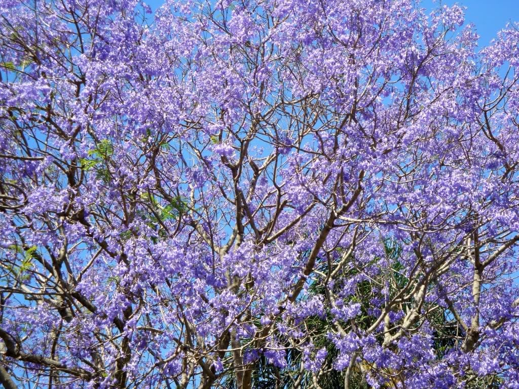 25 BLUE JACARANDA TREE ( Fern Tree / Brazilian Rose Wood / Green Ebony ) Jacaranda Mimosifolia Seeds