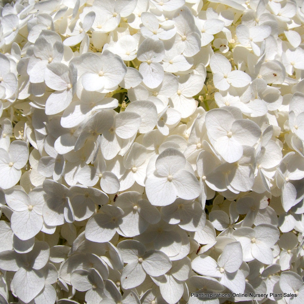 50 White NATIVE HYDRANGEA Arboescens Smooth Wild Sevenbark Flower Bush Shrub Seeds