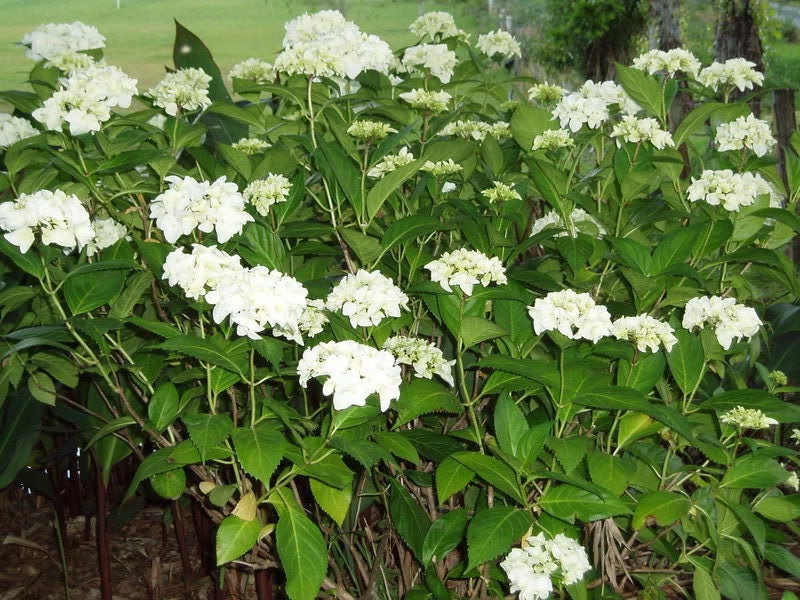 50 White NATIVE HYDRANGEA Arboescens Smooth Wild Sevenbark Flower Bush Shrub Seeds