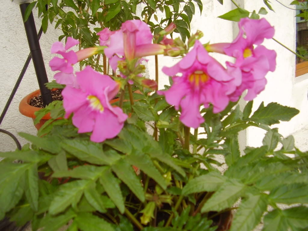 10 Cheron PINK HARDY GLOXINIA Incarvillea Delavayi Flower Seeds