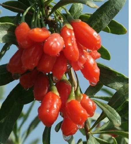 100 HIMALAYAN Tibetan GOJI BERRY Fruit Wolfberry Bush Lycium Barbabarum Seeds