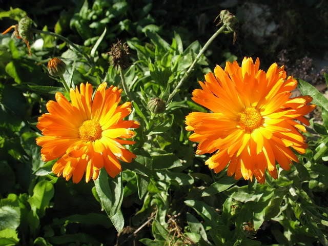 50 RADIO ENGLISH MARIGOLD Calendula Officinalis Orange & Yellow Pot Flower Seeds