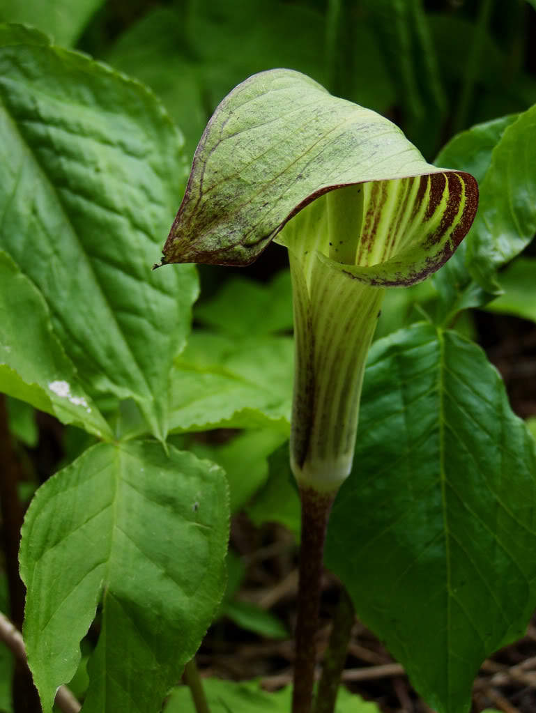 5 JACK IN THE PULPIT Arisaema Triphyllum Native Shade Flower Seeds