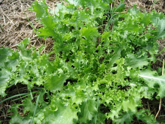 1000 SALAD KING ENDIVE Italian Chicory Greens Cichorium Endivia Vegetable Seeds