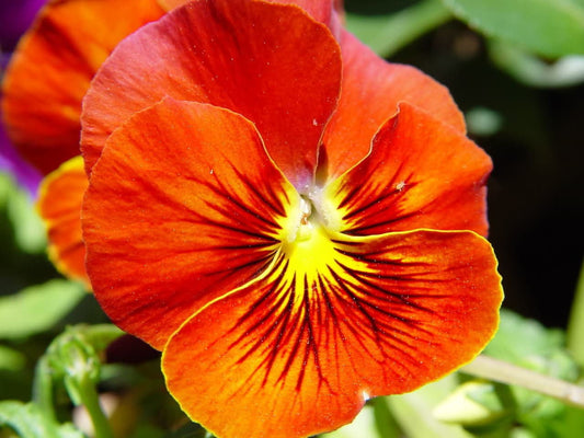 50 RED & YELLOW PANSY Violet Viola Wittrockiana Flower Seeds