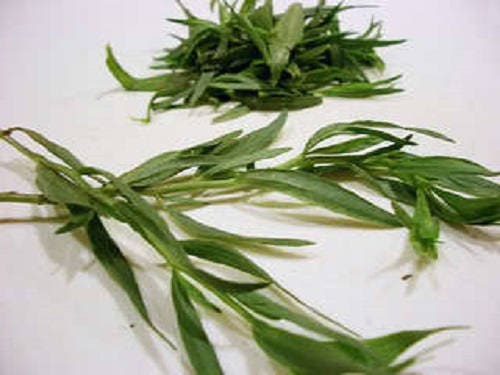 100 TARRAGON -  Kitchen / Common / Dragons Wort - Artemisia Dracunculus Flower Culinary Herb Seeds