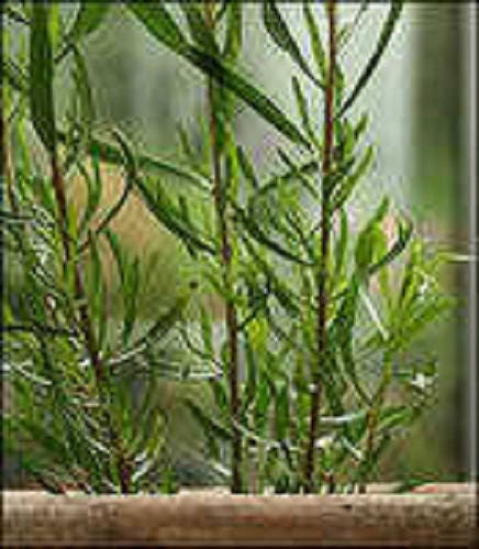 100 TARRAGON -  Kitchen / Common / Dragons Wort - Artemisia Dracunculus Flower Culinary Herb Seeds